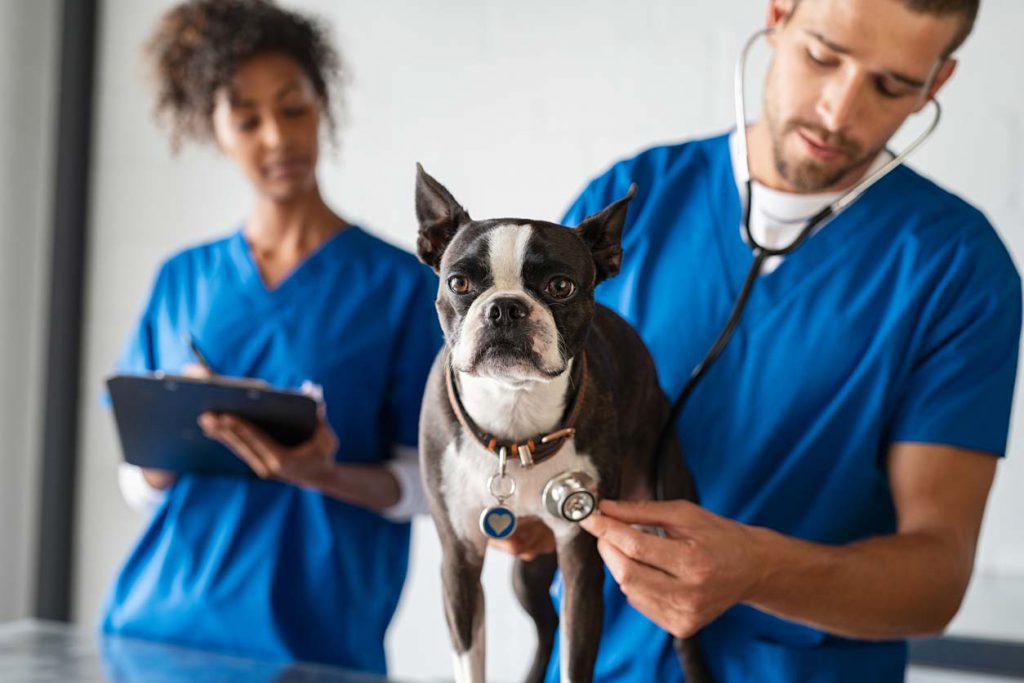 Curso de auxiliar de veterinário: como se inscrever?